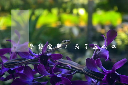 车贷逾期1天了怎么办 车贷逾期1天了怎么办