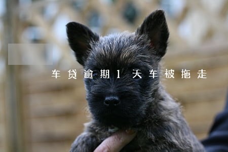 车贷逾期1天车被拖走 车贷逾期1天车被拖走