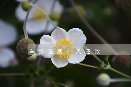 车贷逾期1天还款 车贷逾期1天还款