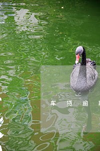 车贷逾期1年征信算黑户吗 车贷逾期1年征信算黑户吗