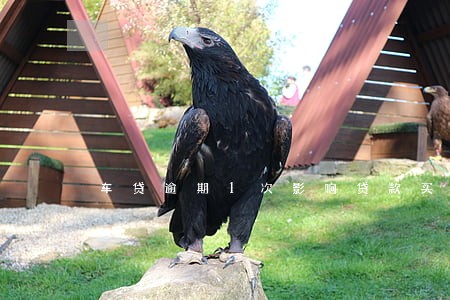 车贷逾期1次影响贷款买房吗 车贷逾期1次影响贷款买房吗