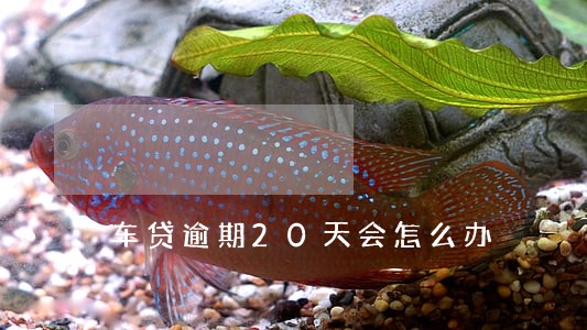 车贷逾期20天会怎么办 车贷逾期20天会怎么办