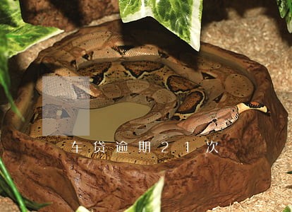 车贷逾期21次 车贷逾期21次