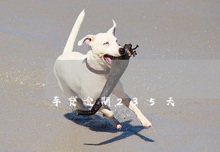 车贷逾期235天 车贷逾期235天