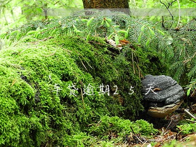车贷逾期25天