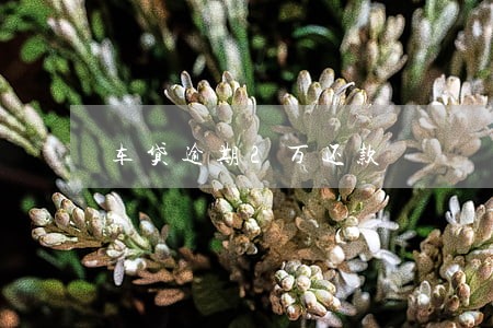 车贷逾期2万还款 车贷逾期2万还款