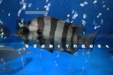 车贷逾期2个月会收车么 车贷逾期2个月会收车么