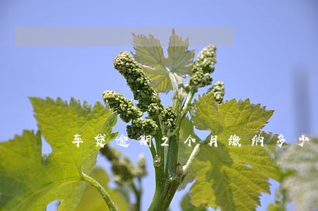 车贷逾期2个月缴纳多少滞纳金 车贷逾期2个月缴纳多少滞纳金