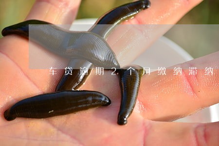 车贷逾期2个月缴纳滞纳金 车贷逾期2个月缴纳滞纳金