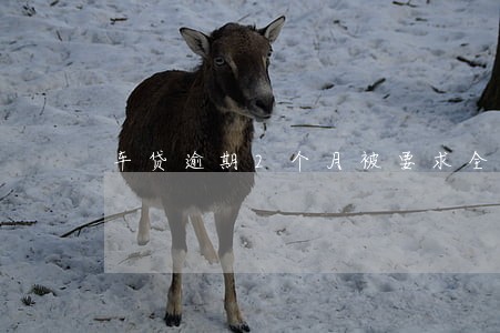 车贷逾期2个月被要求全额还贷