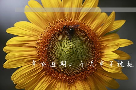 车贷逾期2个月车子被拖走了 车贷逾期2个月车子被拖走了