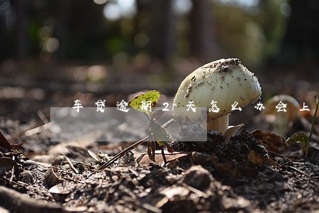 车贷逾期2天怎么办会上征信吗 车贷逾期2天怎么办会上征信吗