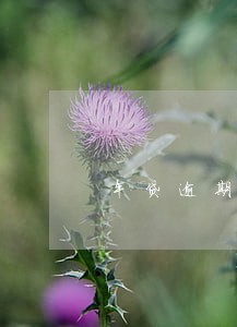 车贷逾期2年违约金怎么算 车贷逾期2年违约金怎么算
