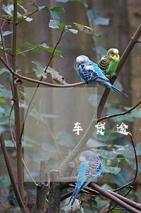 车贷逾期2次需要违约金 车贷逾期2次需要违约金