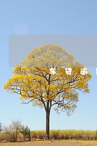 车贷逾期3个多月一次性偿还 车贷逾期3个多月一次性偿还