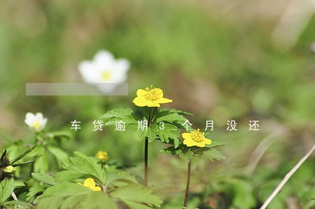 车贷逾期3个月没还