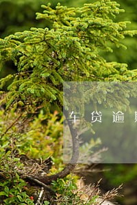 车贷逾期3个月还可以报警吗 车贷逾期3个月还可以报警吗