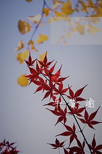 车贷逾期3天已经还了有影响吗