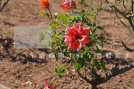 车贷逾期3月车会被拖走吗 车贷逾期3月车会被拖走吗