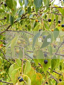 车贷逾期3次还可以在贷款吗 车贷逾期3次还可以在贷款吗