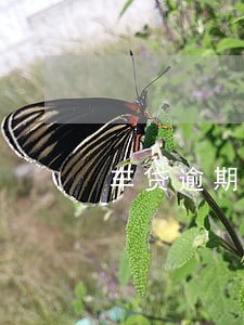 车贷逾期40天说上征信 车贷逾期40天说上征信