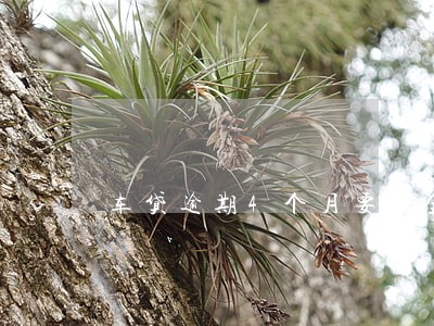 车贷逾期4个月要我全不还清 车贷逾期4个月要我全不还清