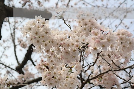 车贷逾期4月车被拖走 车贷逾期4月车被拖走