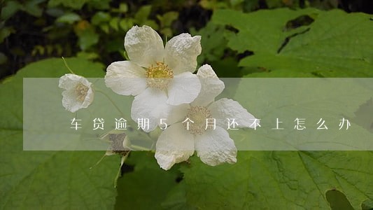 车贷逾期5个月还不上怎么办