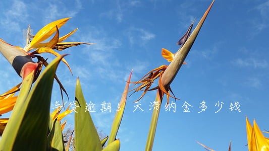 车贷逾期5天滞纳金多少钱