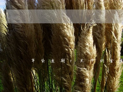 车贷逾期5天滞纳金是多少 车贷逾期5天滞纳金是多少