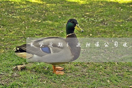 车贷逾期5次担保公司收费标准 车贷逾期5次担保公司收费标准