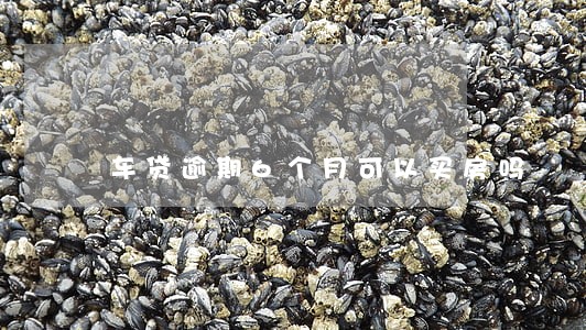 车贷逾期6个月可以买房吗 车贷逾期6个月可以买房吗