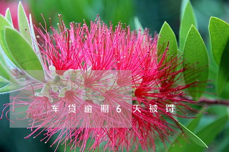 车贷逾期6天被罚 车贷逾期6天被罚