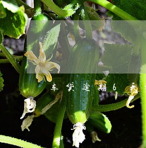 车贷逾期6天被罚款70元 车贷逾期6天被罚款70元