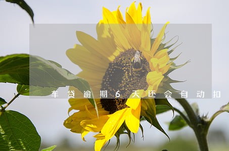 车贷逾期6天还会自动扣款吗 车贷逾期6天还会自动扣款吗