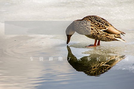 车贷逾期7次多长时间能取消 车贷逾期7次多长时间能取消