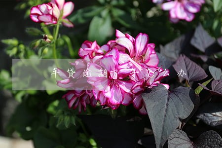 车贷逾期8年怎么办 车贷逾期8年怎么办