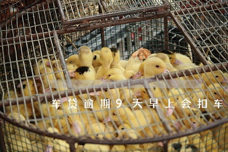 车贷逾期9天早上会扣车吗