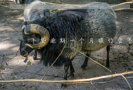 车贷逾期一个月银行会不会拖车 车贷逾期一个月银行会不会拖车