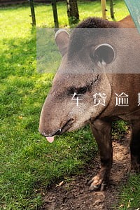 车贷逾期一天罚1000怎么办