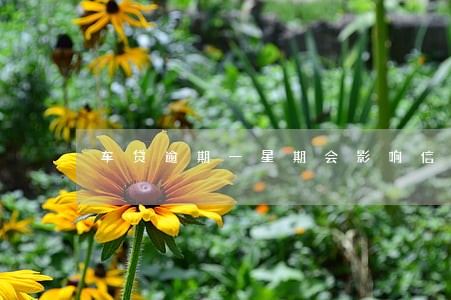 车贷逾期一星期会影响信用吗