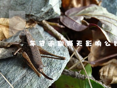车贷逾期两天影响公积金贷款 车贷逾期两天影响公积金贷款