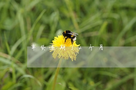 车贷逾期了2个月