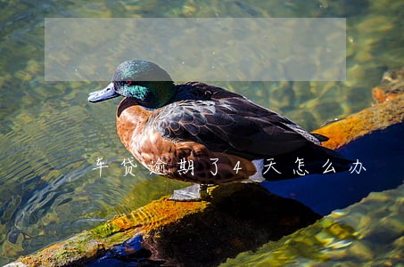 车贷逾期了4天怎么办 车贷逾期了4天怎么办