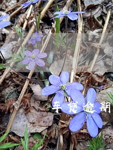 车贷逾期了8天会有什么影响 车贷逾期了8天会有什么影响