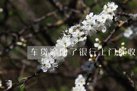 车贷逾期了银行上门催收怎么为 车贷逾期了银行上门催收怎么为