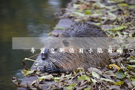 车贷逾期信用卡能用吗 车贷逾期信用卡能用吗