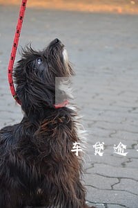 车贷逾期去4S店维修车