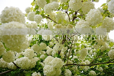 车贷逾期可以向银行代理吗 车贷逾期可以向银行代理吗