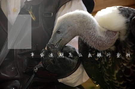 车贷逾期怎么去银行查钱不成功